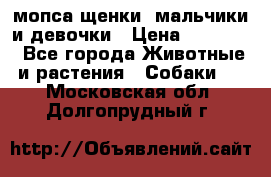 мопса щенки -мальчики и девочки › Цена ­ 25 000 - Все города Животные и растения » Собаки   . Московская обл.,Долгопрудный г.